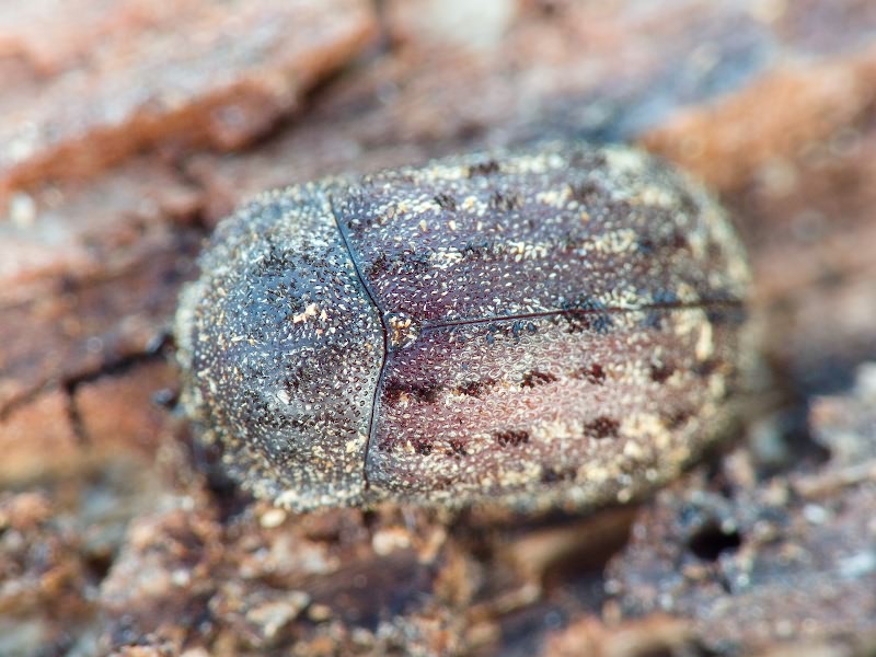 Aesalus ulanowsky Ganglbauer, 1887